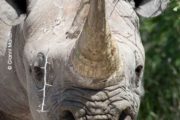 Rinoceronti06